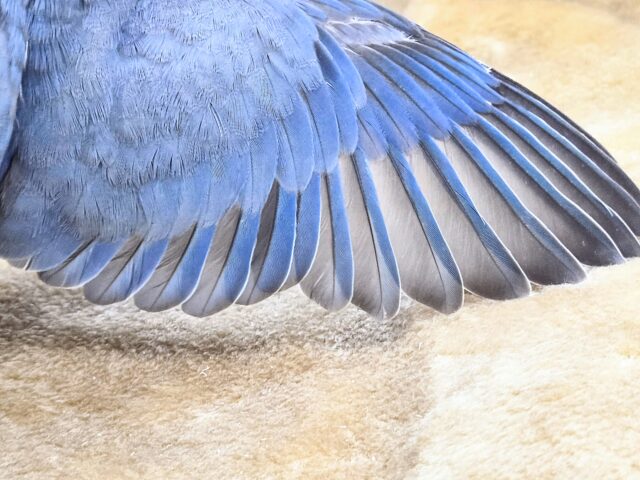 最新画像になります☆魅惑のムラサキ💜 コザクラインコ(バイオレット) コザクラインコ(小桜インコ)