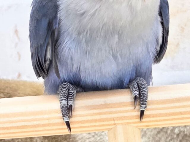 最新画像になります☆魅惑のムラサキ💜 コザクラインコ(バイオレット) コザクラインコ(小桜インコ)