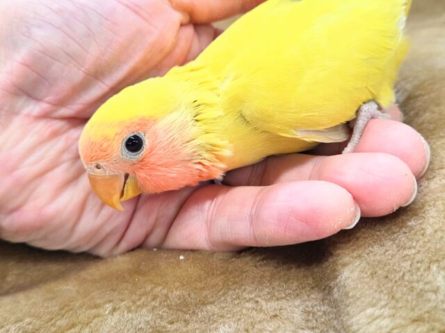 コザクラインコ（小桜インコ）