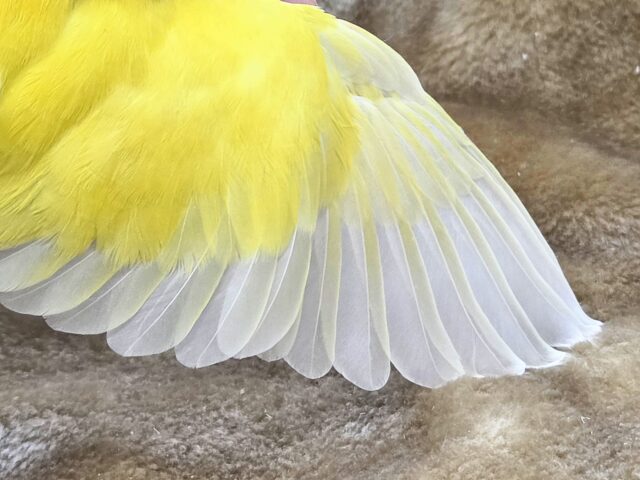 コザクラインコ（小桜インコ）