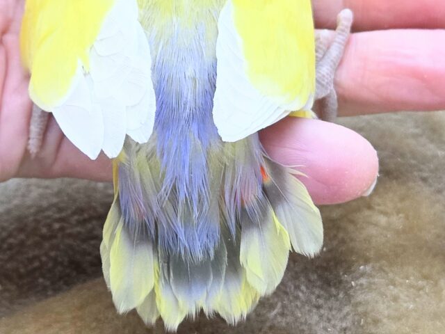 コザクラインコ（小桜インコ）