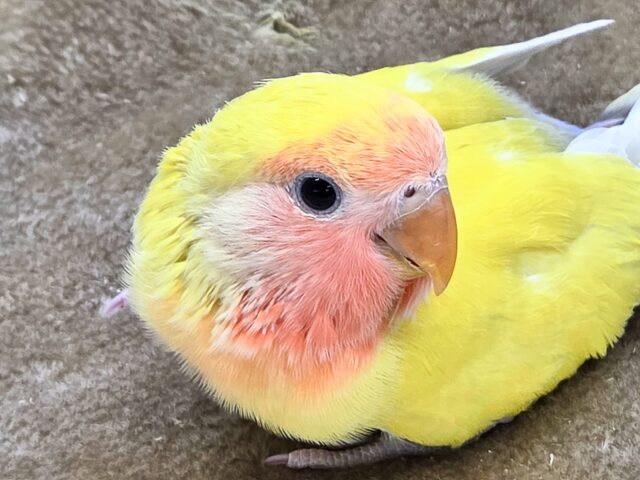 コザクラインコ（小桜インコ）