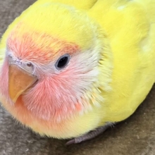 最新画像になります☆すすめっコザクラぼーと😍　コザクラインコ（ゴールデンチェリー）