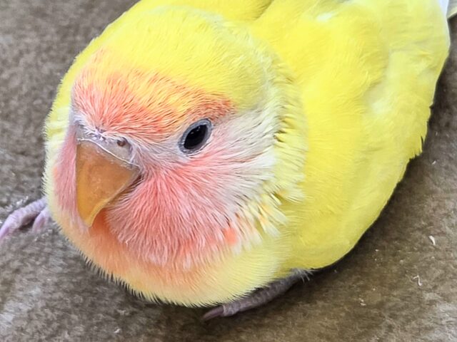 最新画像になります☆すすめっコザクラぼーと😍　コザクラインコ（ゴールデンチェリー）