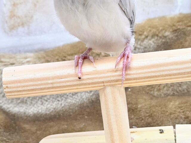 最新画像になります☆輝くシルバー🩶🤍 シルバー文鳥 シルバー文鳥