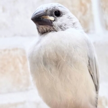 最新画像になります☆輝くシルバー🩶🤍　シルバー文鳥