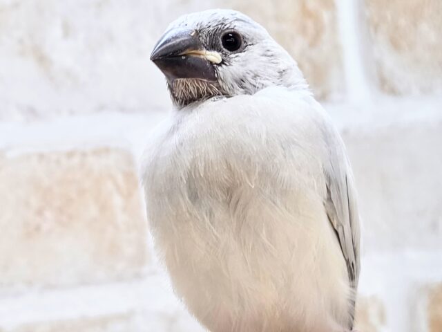 最新画像になります☆輝くシルバー🩶🤍 シルバー文鳥 シルバー文鳥