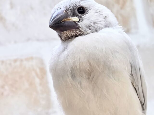 最新画像になります☆輝くシルバー🩶🤍 シルバー文鳥 シルバー文鳥