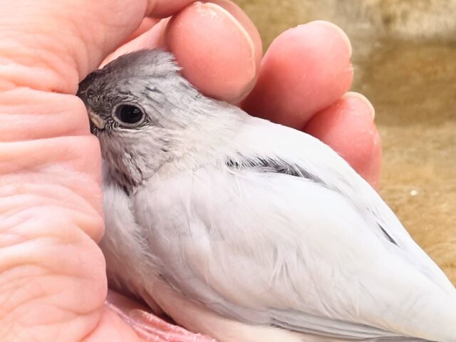 最新画像になります☆輝くシルバー🩶🤍 シルバー文鳥 シルバー文鳥