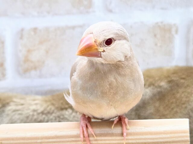 シナモン文鳥