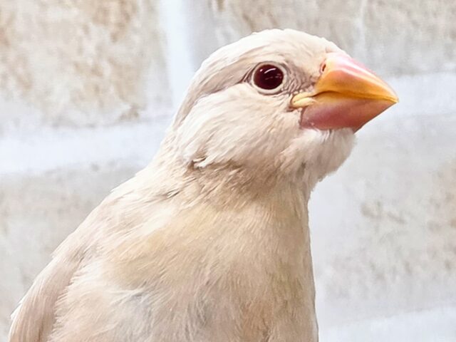 最新画像になります☆さわってみる？？ふわふわきなこ餅〜🎵　シナモン文鳥