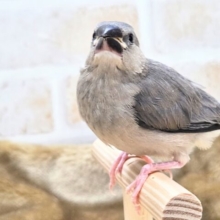最新画像になります☆飛び出す元気ｽﾃｷ🌸　桜文鳥