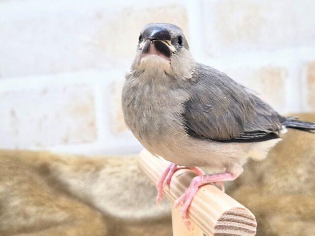 最新画像になります☆飛び出す元気ｽﾃｷ🌸　桜文鳥