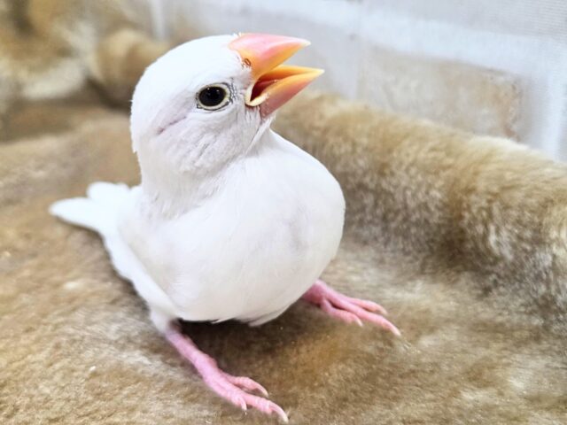 最新画像になります☆真っ白おもちさん🪽✨ 白文鳥 白文鳥
