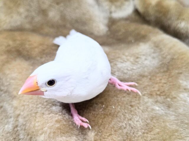 最新画像になります☆真っ白おもちさん🪽✨ 白文鳥 白文鳥