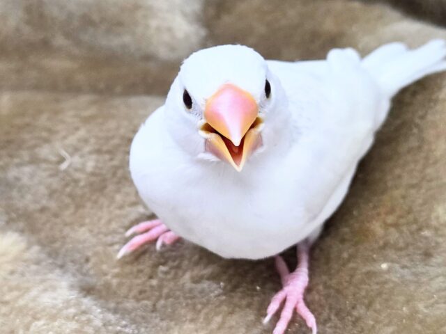 最新画像になります☆真っ白おもちさん🪽✨ 白文鳥 白文鳥