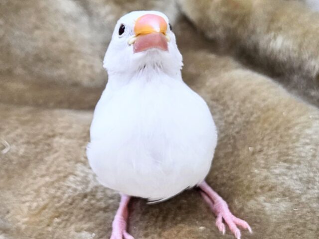 最新画像になります☆真っ白おもちさん🪽✨ 白文鳥 白文鳥