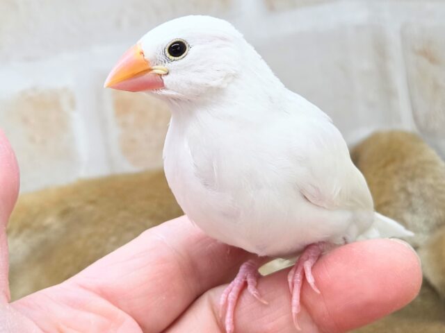 最新画像になります☆真っ白おもちさん🪽✨ 白文鳥 白文鳥