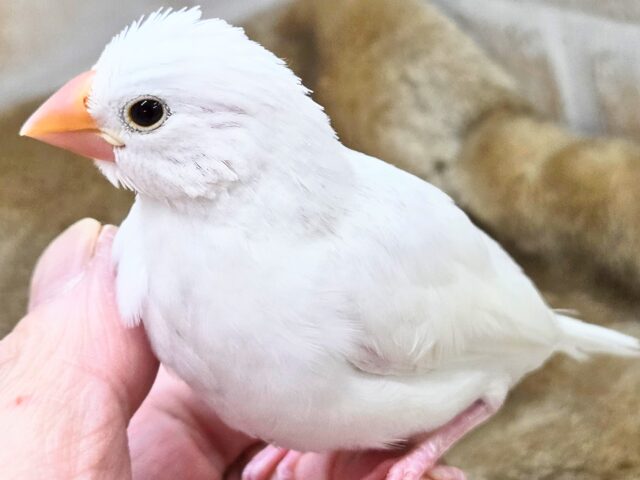 最新画像になります☆真っ白おもちさん🪽✨ 白文鳥 白文鳥