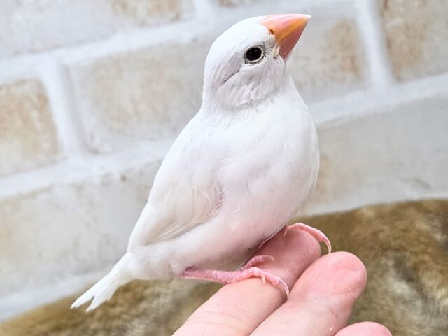 最新画像になります☆真っ白おもちさん🪽✨ 白文鳥 白文鳥