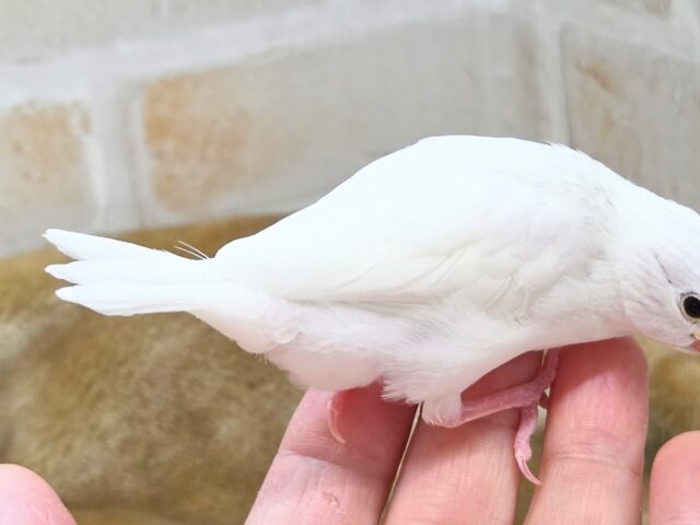 最新画像になります☆真っ白おもちさん🪽✨ 白文鳥 白文鳥