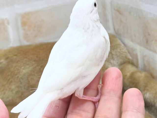 最新画像になります☆真っ白おもちさん🪽✨ 白文鳥 白文鳥