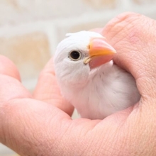 最新画像になります☆真っ白おもちさん🪽✨　白文鳥