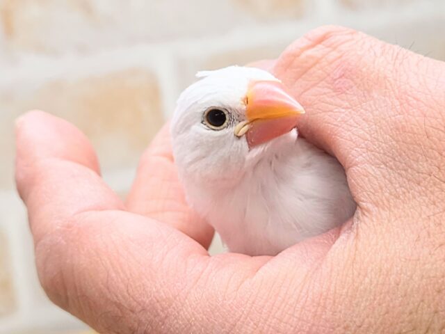 最新画像になります☆真っ白おもちさん🪽✨ 白文鳥 白文鳥