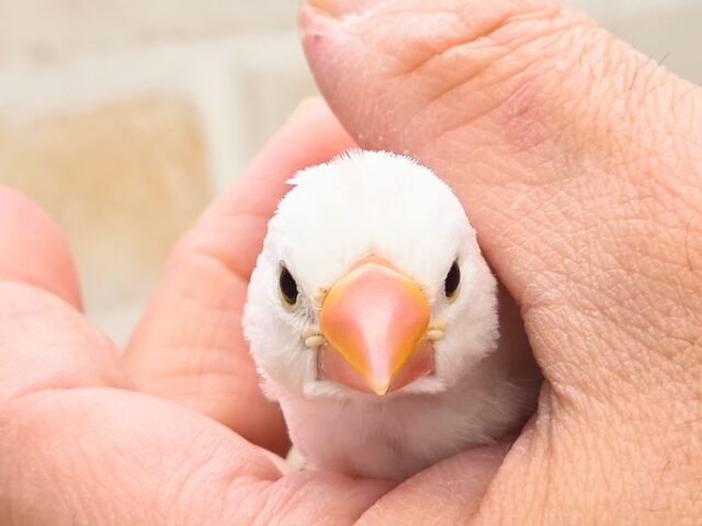 最新画像になります☆真っ白おもちさん🪽✨ 白文鳥 白文鳥