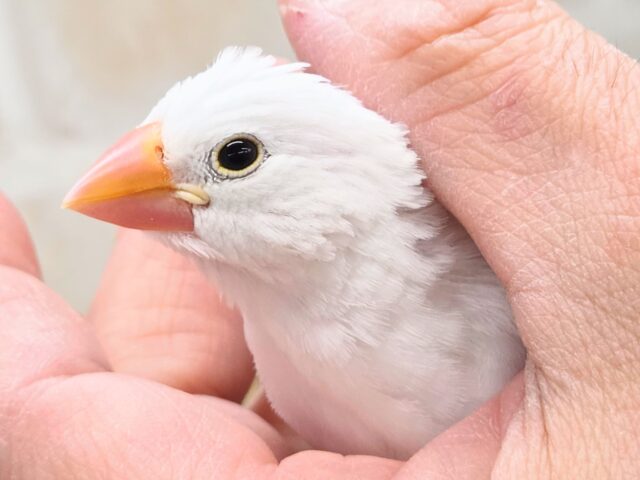 最新画像になります☆真っ白おもちさん🪽✨ 白文鳥 白文鳥