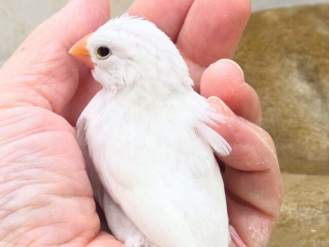 最新画像になります☆真っ白おもちさん🪽✨ 白文鳥 白文鳥