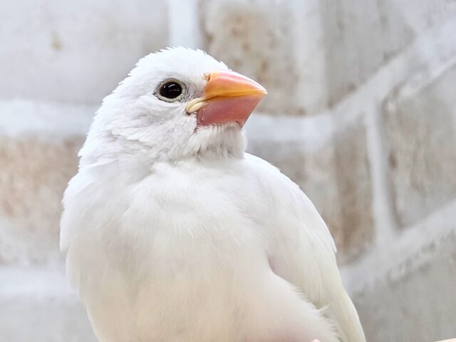 最新画像になります☆真っ白おもちさん🪽✨ 白文鳥 白文鳥