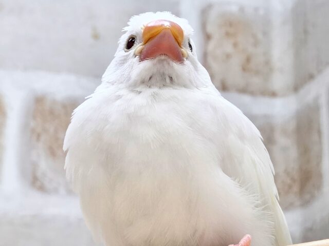 最新画像になります☆真っ白おもちさん🪽✨ 白文鳥 白文鳥