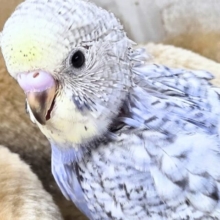 最新画像になります☆成長が楽しみですよ～～♪　セキセイインコ　YFバイレットスパングル～～