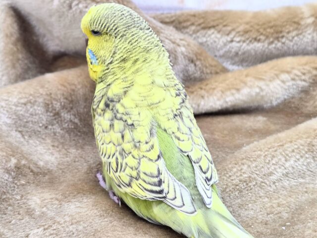 ジャンボセキセイインコ