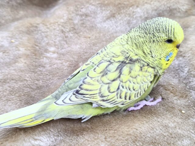 ジャンボセキセイインコ