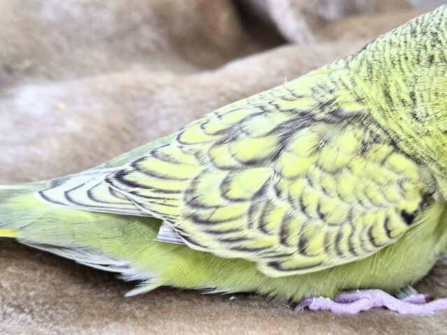 ジャンボセキセイインコ