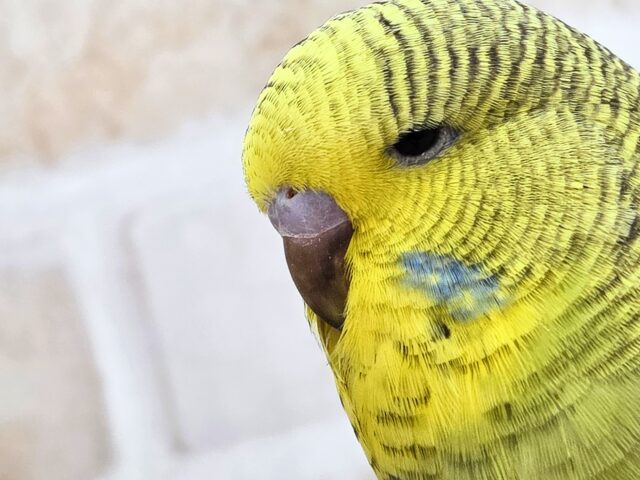 ジャンボセキセイインコ
