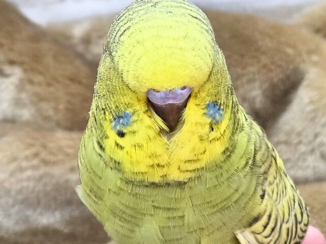 ジャンボセキセイインコ