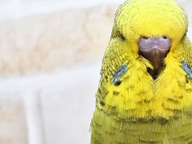 ジャンボセキセイインコ
