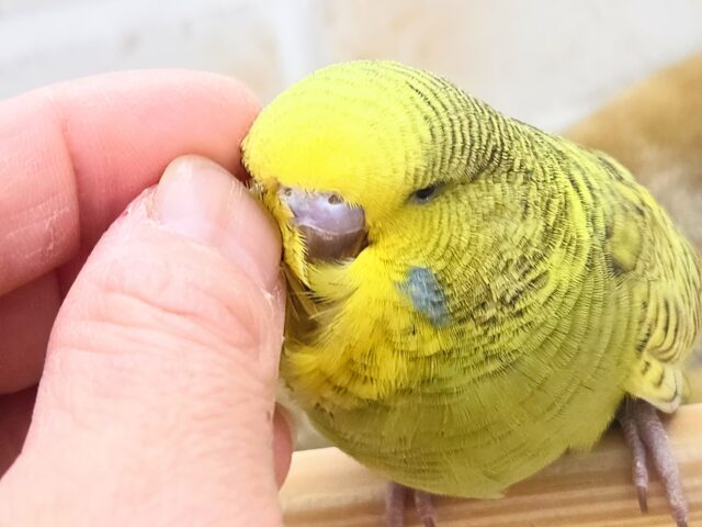 ジャンボセキセイインコ