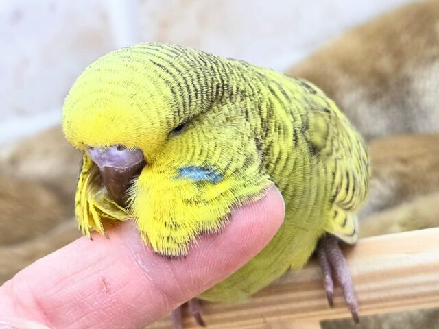 ジャンボセキセイインコ