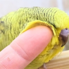 ゆび、ささるーーあなたにササる♬ジャンボっ♨　ジャンボセキセイインコ　スパングル～～