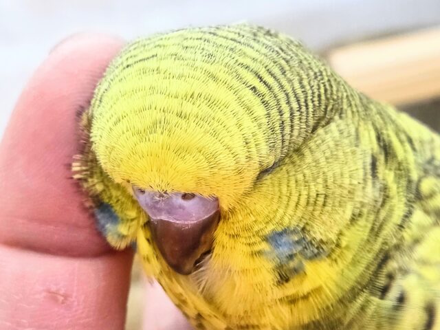 ジャンボセキセイインコ