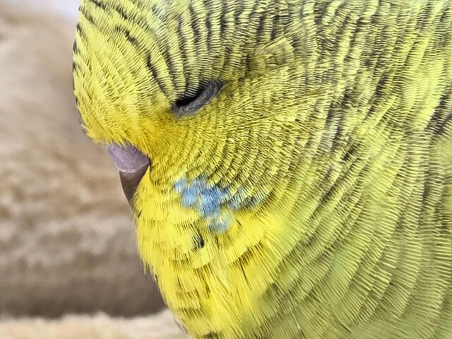 ジャンボセキセイインコ