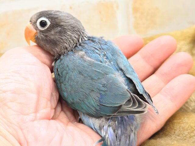 ブルーボタンインコ