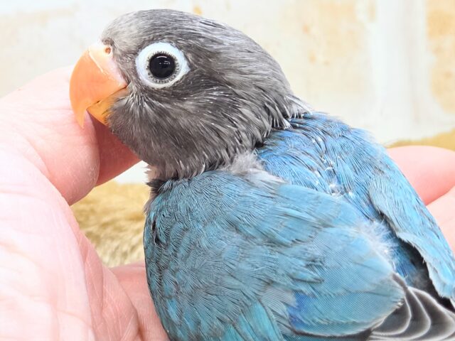 ブルーボタンインコ