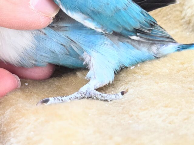 ブルーボタンインコ