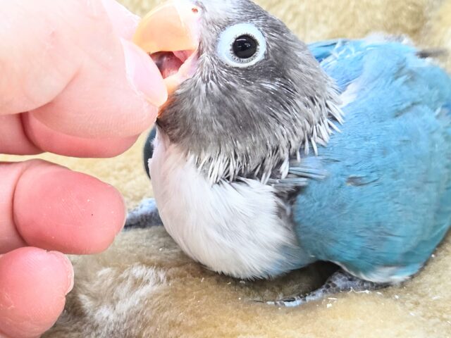 ブルーボタンインコ