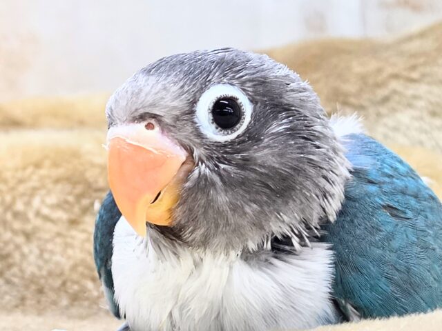 最新画像になります☆おめめがあったらﾐﾗｸﾙ～♪👀💙✨　ボタンインコ（ブルー）